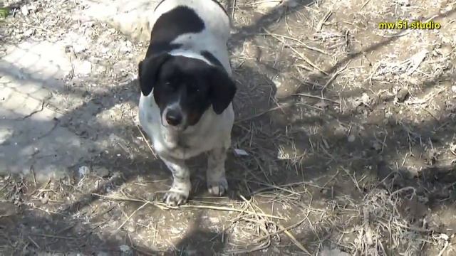 Давно вы видели корову с теленком смотреть онлайн