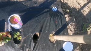 Удобрение ОСМОКОТ, сколько ложить в лунку при посадке земляники.
