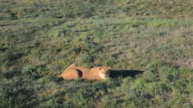 Львица ЛЕГЕНДА после приезда бывшего хозяина Темы .Крым .Тайган смотреть онлайн