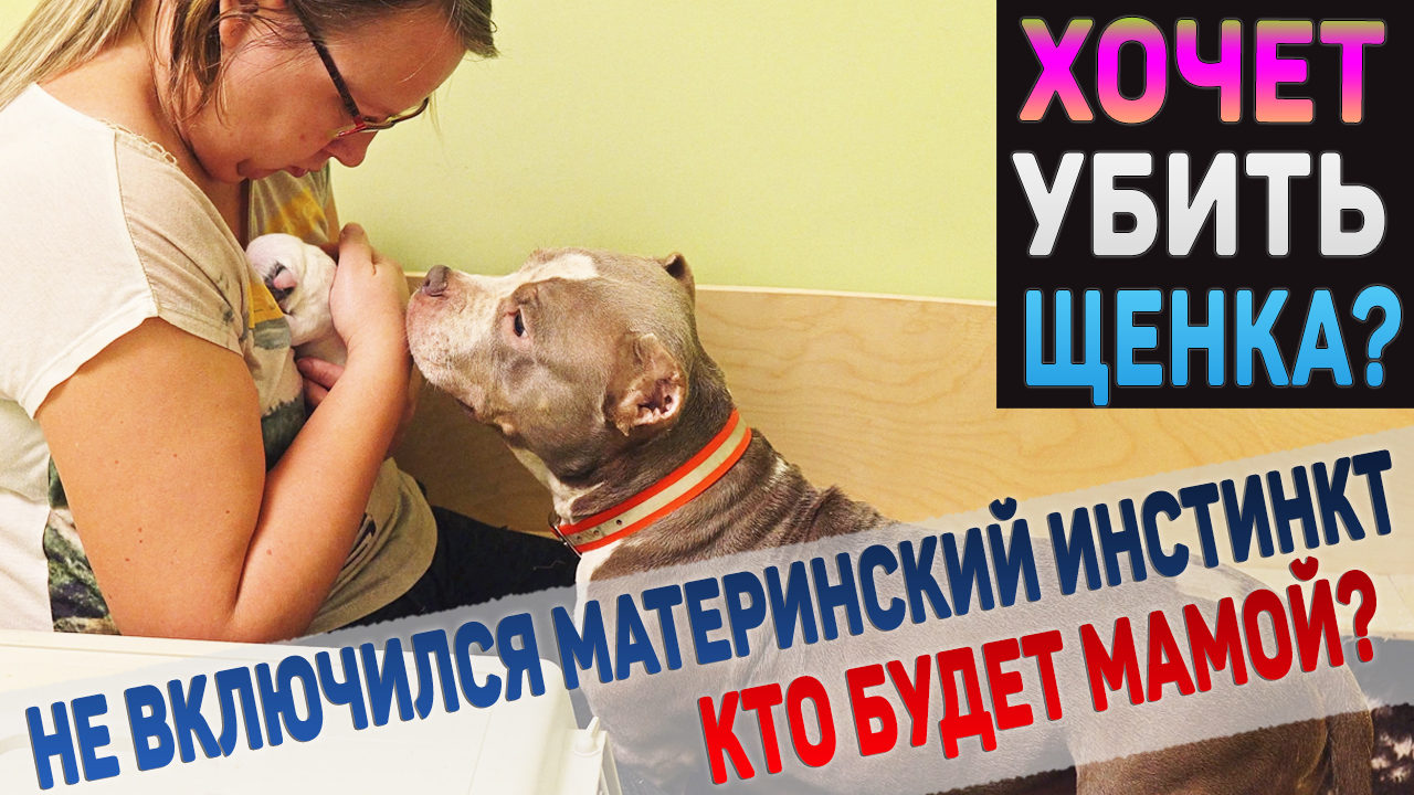 Собака не принимает своих щенков! смотреть онлайн