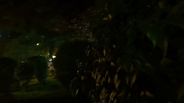 Cовы и сверчки в центре Аланьи Alanya Слушаем с котом звуки природы смотреть онлайн