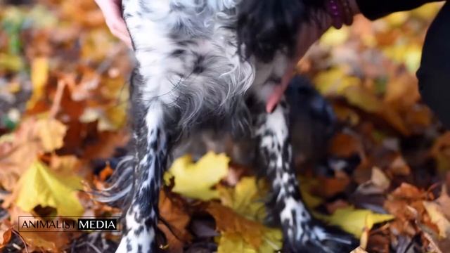 Фотограф собак Русский спаниэль Видеопортрет смотреть онлайн