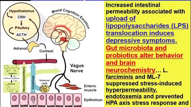 The Tryptophan Steal - The Hidden Reason Stress Makes You Depressed смотреть онлайн