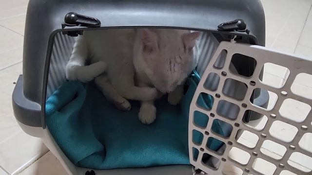 Кого-то не засунуть в переноску, а кого-то оттуда не вытащить 😁 смотреть онлайн