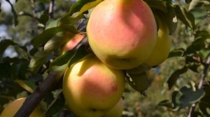 Сорт яблони Голден владимирский
