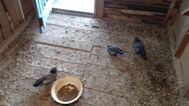 Димкино хозяйство. Голуби 26 Свердловские. смотреть онлайн