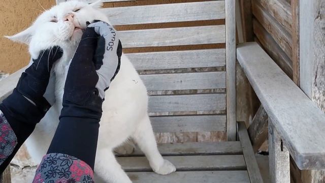 Таблетка для белого уличного кабанчика смотреть онлайн