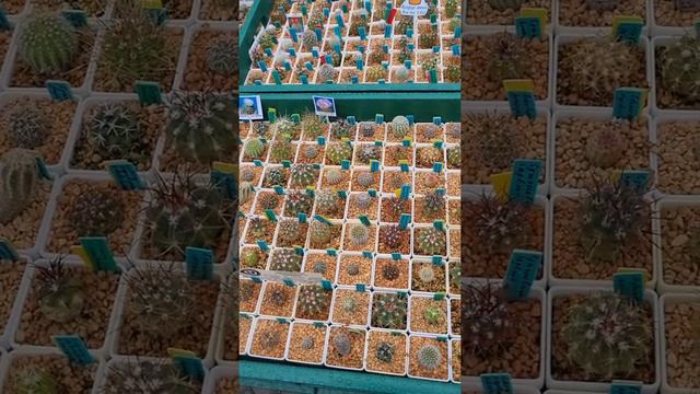Распродажа суккулентов в Смоленске. 🌵🤗🌵 смотреть онлайн