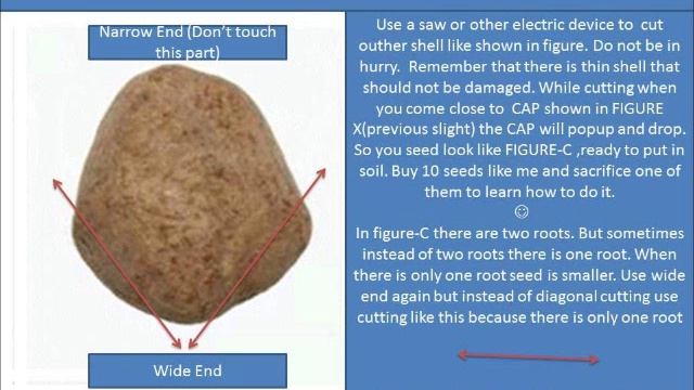 HOW TO GROW MARULA TREE FROM THE SEED STEP BY STEP :) смотреть онлайн