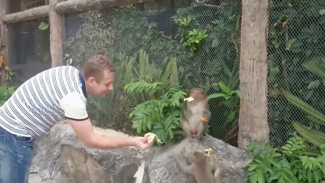 Ужас в Тайском зоопарке! смотреть онлайн