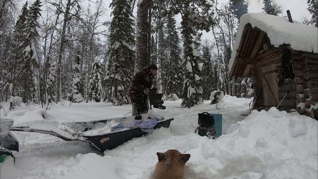 Зимовье,охота,огромный глухарь,тетерева на лунках,удачное закрытие сезона #2 смотреть онлайн