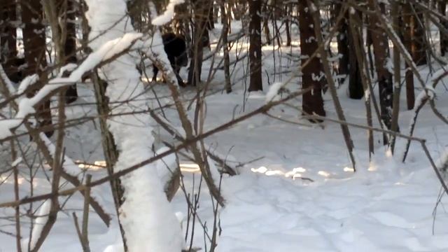 кабаны в лесу смотреть онлайн
