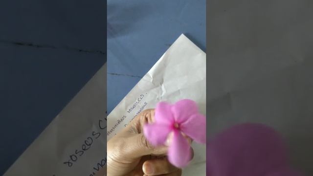 Catharanthus roseus -practical смотреть онлайн