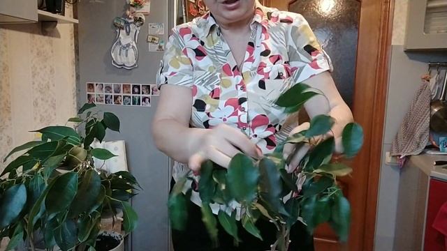 Плетение фикуса бенджамина в домашних условиях смотреть онлайн