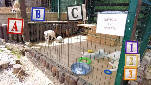 Кто главный в Хаски - центре Красная поляна?! смотреть онлайн
