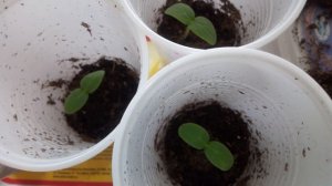 Как вырастить огурцы на балконе / часть 2 продолжение / проросшие семена огурцов 9 апреля