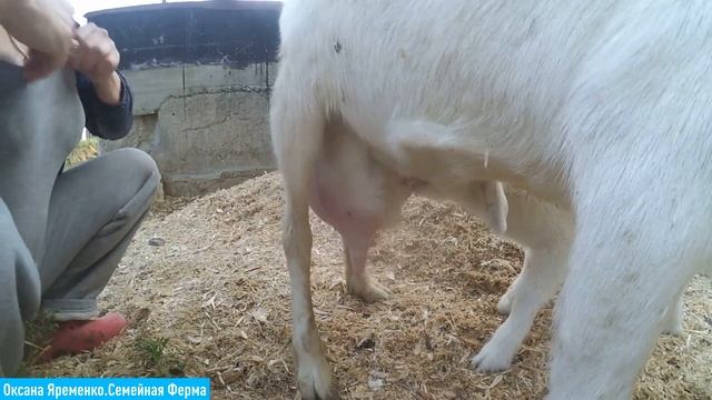 МАСТИТ после окота/ ЛЕЧЕНИЕ смотреть онлайн