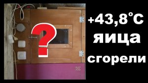 Перегрев инкубационного яйца. Китайская электроника подвела.