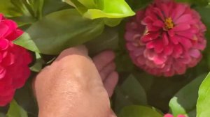 Цинния Дримленд!!!!