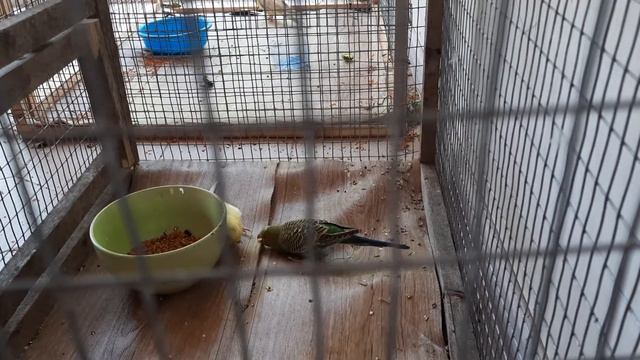 волнистый попугай не становится на правую ножку и бьётся в конвульсиях. что это может быть? смотреть онлайн