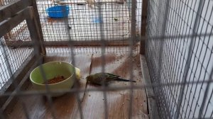 волнистый попугай не становится на правую ножку и бьётся в конвульсиях. что это может быть?