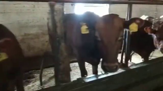 Plemneteli.com +7(921)136-21-16 «Айрширы» продажа племенных нетелий КРС. ООО«ВологдаПлемСкот». смотреть онлайн