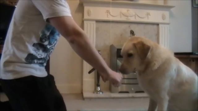 4 Great Brain Games For Dogs