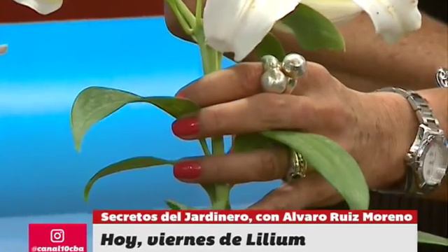 Los secretos de los Lilium con Alvaro Ruiz Moreno en BDS смотреть онлайн