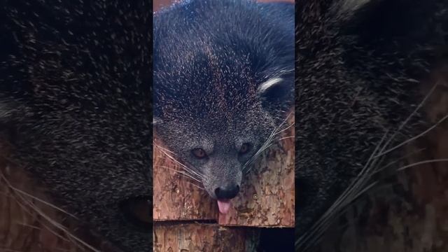 Бинтуронг из зоопарка смотреть онлайн