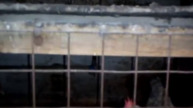 Клетки для кур несушек. смотреть онлайн