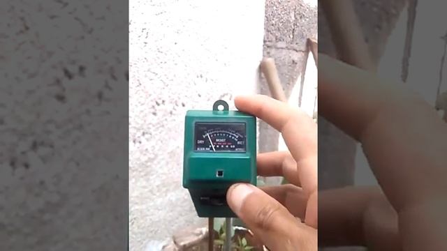 Sustratos Para Pistacia Vera O Pistacho Verdadero