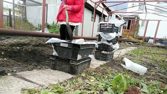 ⚫Выгонка тюльпанов к 8 марта в домашних условиях | Подготовка к сезону 2021-22гг | + Осенние заботы смотреть онлайн