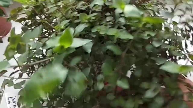 #Каллизия ползучая# КАЛЛИЗИЯ ПОЛЗУЧАЯ. Формирование пышного куста.