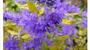 Кариоптерис: посадка и уход в открытом грунте размножение.