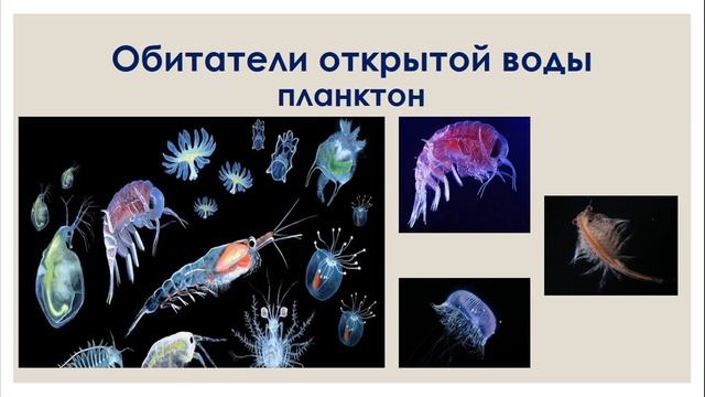 жизнь организмов в морях и океанах смотреть онлайн