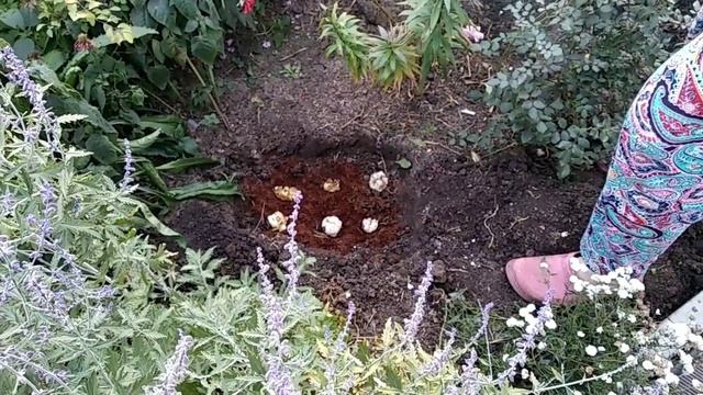 .Пересадка лилии осенью