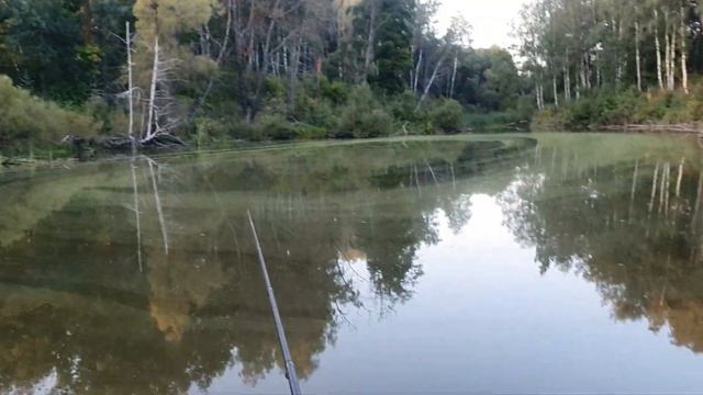 30.08.2023 Отвыкла от рыбалки!?Бобров не видно!?Страшно и жутко!?Они едят лягушек!?