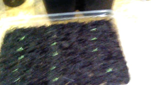 Эустоме 2мес. от посева. смотреть онлайн