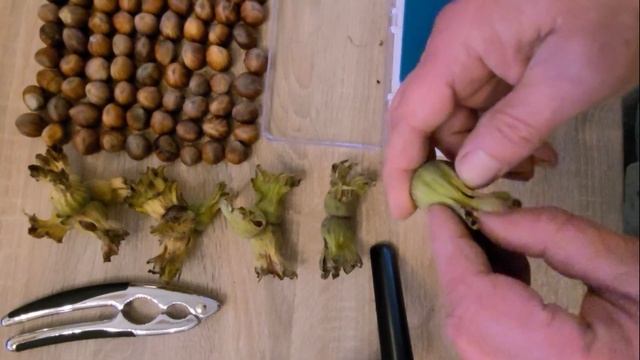 Фундук в Украине. Прогулка по саду. Сорт Шедевр. Часть 2.3 смотреть онлайн