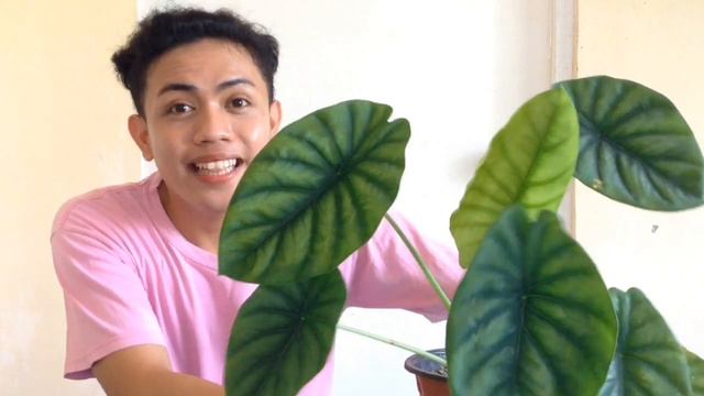 6 FACTS ABOUT ALOCASIA GREEN SHIELD + CARE TIPS  
