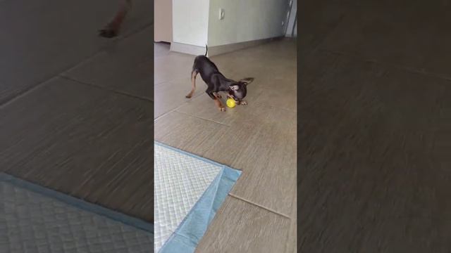 Жизнь удалась. Той-терьер смотреть онлайн