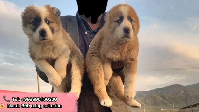 Дахшатли гигант алабай кучуклар сотилади | 12 viloyat itlar bozori 🇺🇿🐕🦺 смотреть онлайн