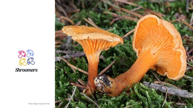 False chanterelle (Hygrophoropsis aurantiaca) | Sensory | Practical Short Profile | Shroomers смотреть онлайн