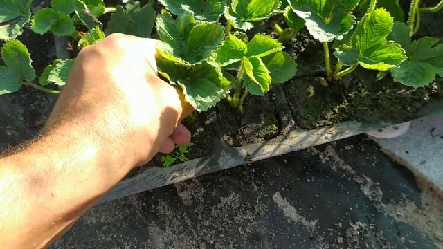 Кассетная рассада за 19 дней+сенная палочка работает.19 июля 2021 г. смотреть онлайн