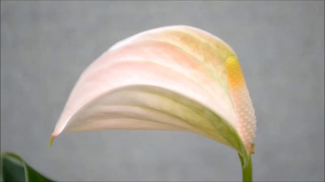 Антуриум сорта с названиями. Видео 30 сортов антуриумов