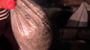 Технология выращивания вешенки