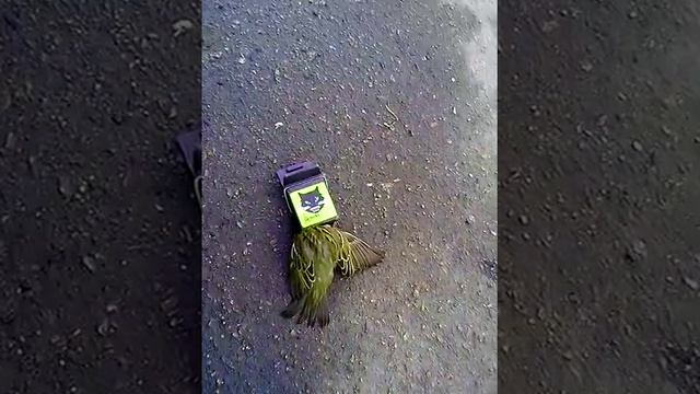 Мышеловка на воробья