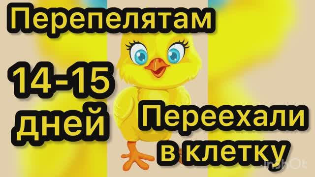 Перепелятам 14-15 дней. Переезд в клетку смотреть онлайн