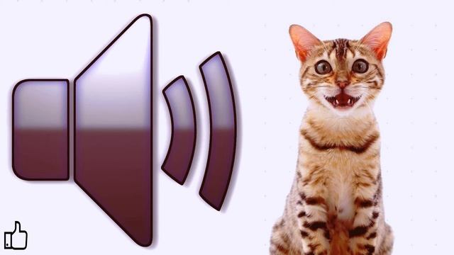 Топ -10 Мяуканье кошек которые взбесят вашу собаку или кота. Прикол над своим домашним питомцем. смотреть онлайн