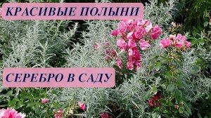 ПОЛЫНЬ. КРАСИВЫЕ СОРТА. НЕМНОГО СЕРЕБРА В САДУ. Примеры сочетания растений. Дачный креатив.